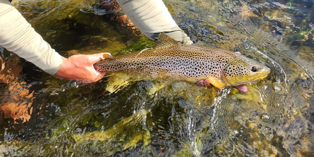 Rockhold Fly Fishing Guide (16)