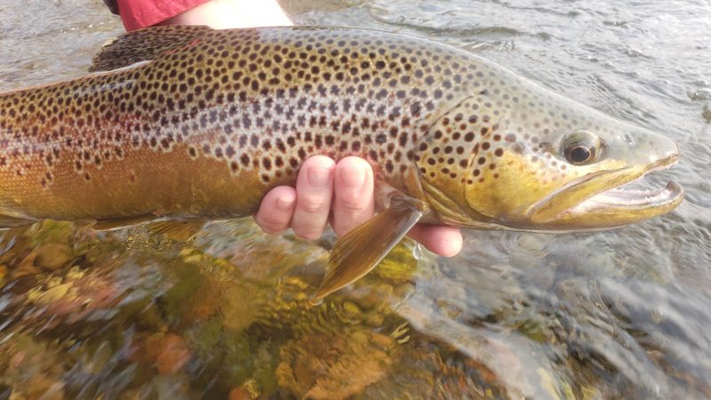 Rockhold Fly Fishing Guide (4) Rockhold Fly Fishing Guide (4)
